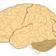 800px-Human-brain.SVG