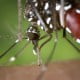 Aedes Albopictus © Domainde Public