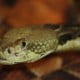 Crotalus Horridus © Ltshears