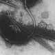 Vibrio Cholerae © Domaine Public
