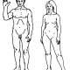 501px-Human.svg