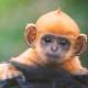 Bébé singe © Rob from Cambridge, MA