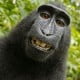 Happy monkey © Domaine Public