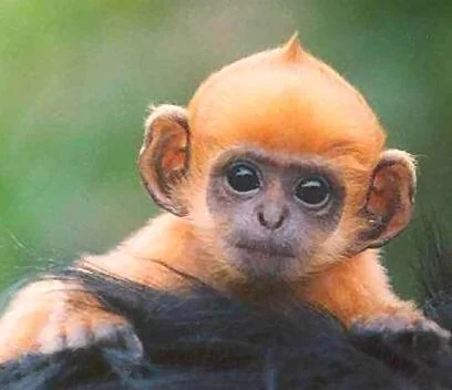 Plus de singe chez Air France
